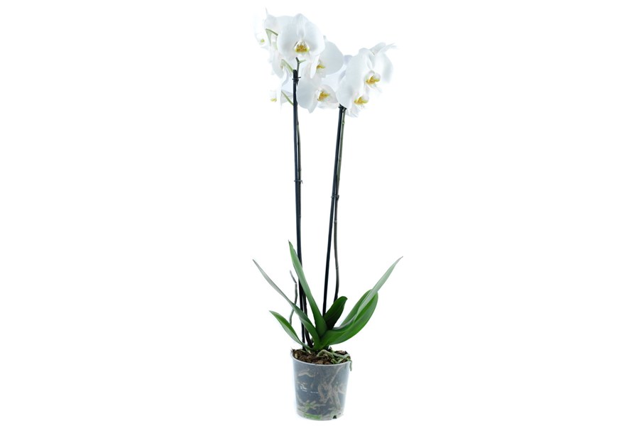 Орхидея в горшке Орхидея Фаленопсис белая 2ст